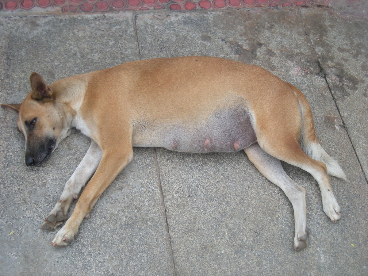 У собаки болит живот симптомы. Заворот желудка у собаки причины. Парвовирусный энтерит. Болит у собаки живот как понять что. Болит у собаки живот как понять что.