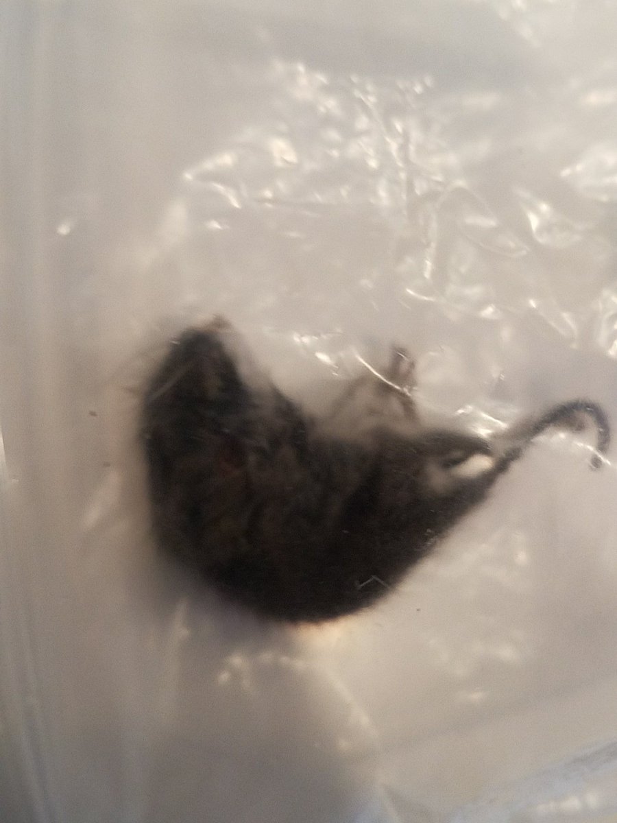 SuperRandomized's tweet photo. Found the last owner in my appartment. I just have to find the other 2 mice #MakeAmericaGreatAgain  #ThanksNorthKorea #mouse https://t.co/NkixYanOzE