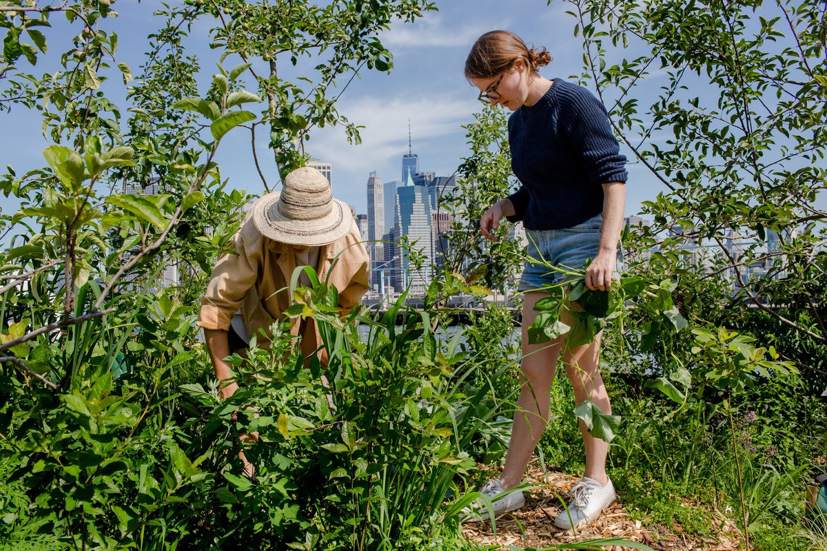 A Forest Floats on the Bronx River, With Free Produce nytimes.com/2017/07/07/nyr…