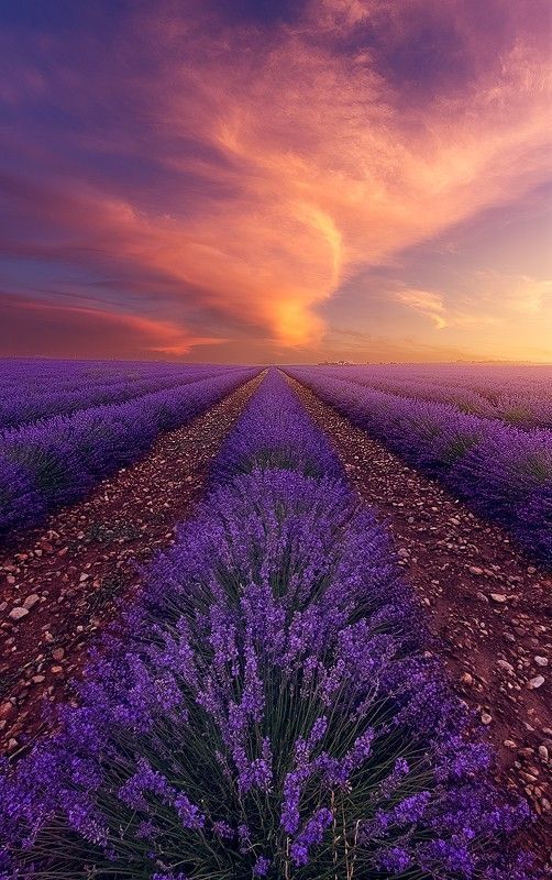 lavanda! #postalesdecampo
