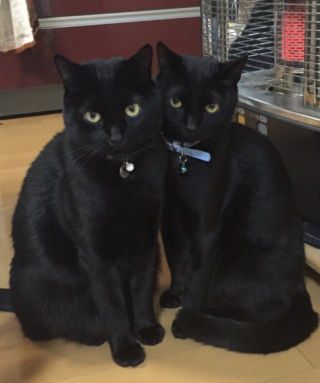 黒猫 96mame Pu Twitter 黒猫 96mame Pu Twitter