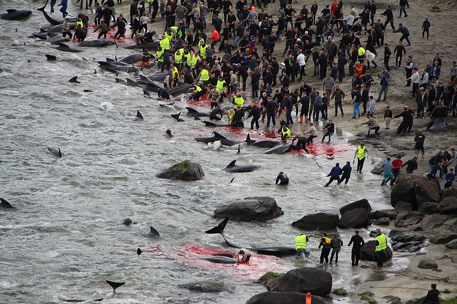 Seasaver's tweet photo. Breaking: In 4th hunt in only 2 weeks a further 70 pilot whales have been cruelly slaughtered today in Faroe Islands https://t.co/1LlRe5eWsG https://t.co/IXPvUudv9G