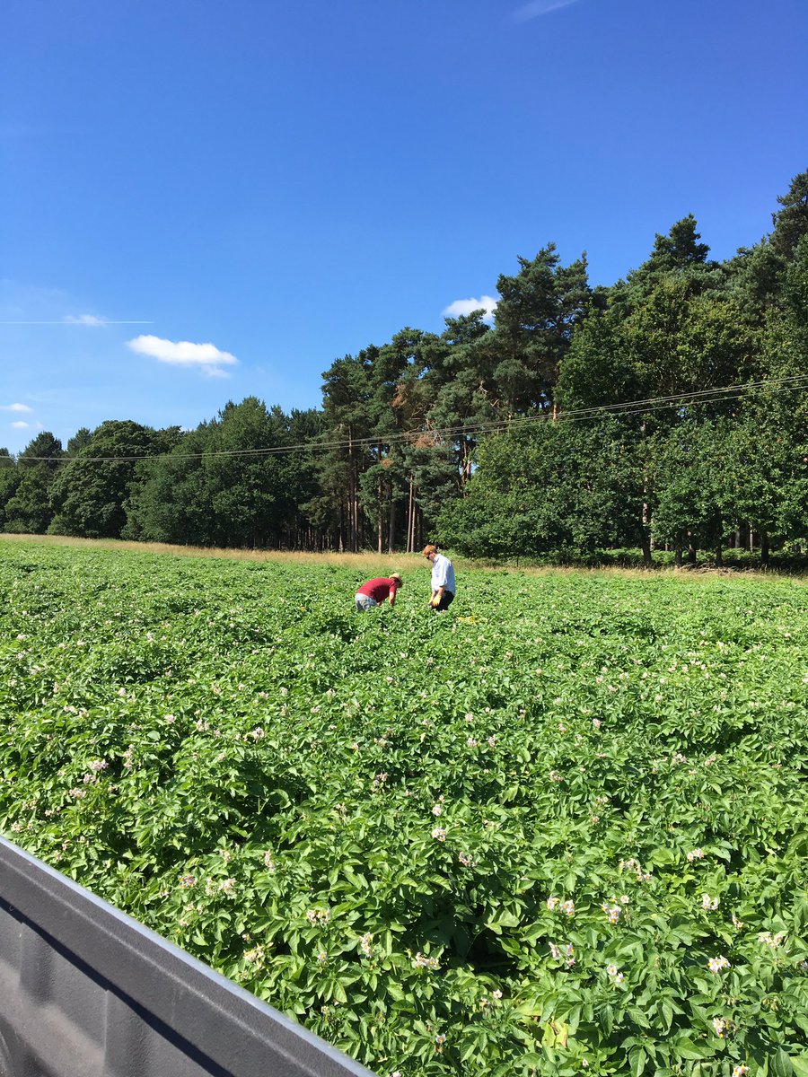 rob_proud's tweet photo. Fantastic week on @ElvedenEstate to see how @McDonaldsUK fries are grown. #somanypotatoes #progressiveyoungfarmer #British https://t.co/O9lfiPRd0K