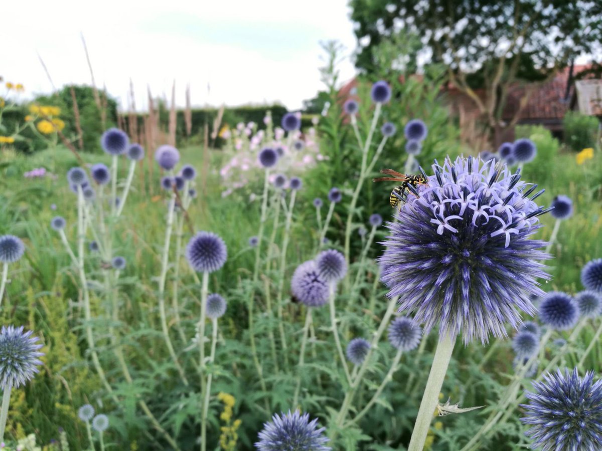 Klimaatzuster's tweet photo. Paradijzen ontwerpen, da's ook een manier 😊💚
#klimaatcommunicatie
#pietoudolf #anjaoudolf #biodiversiteit #prairietuin (foto: Huib Joosten) https://t.co/ZbU7e9teuG