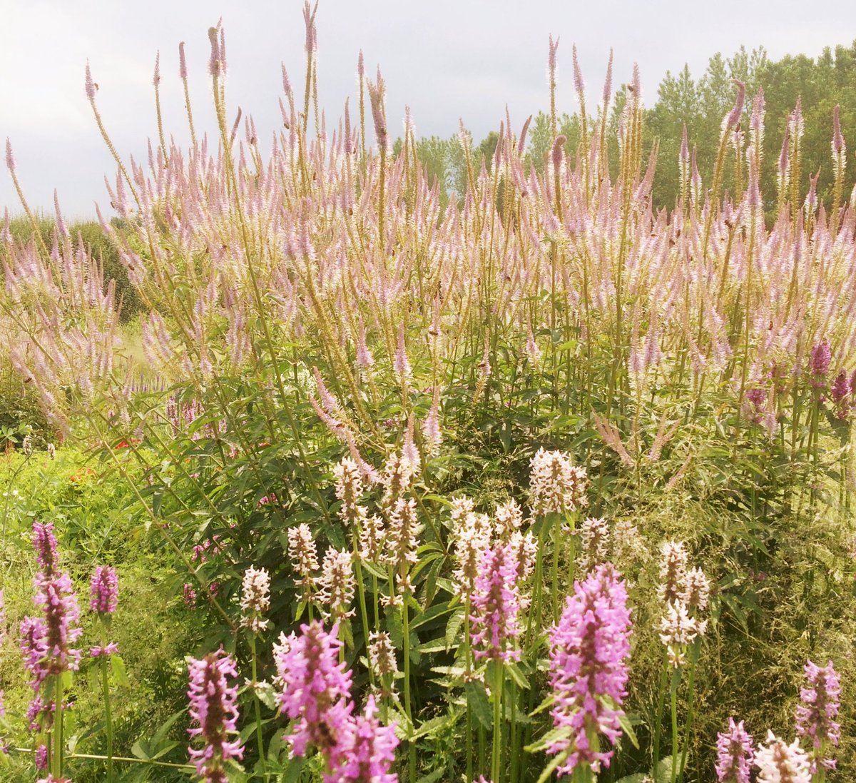 Klimaatzuster's tweet photo. Paradijzen ontwerpen, da's ook een manier 😊💚
#klimaatcommunicatie
#pietoudolf #anjaoudolf #biodiversiteit #prairietuin (foto: Huib Joosten) https://t.co/ZbU7e9teuG