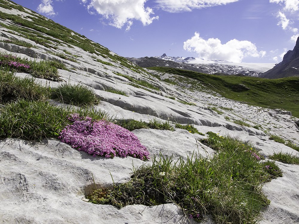 #Alpflora zum staunen  im Gebiet #Tsanfleuron ( Sanetsch) mit Sicht zum Diableretsgletscher