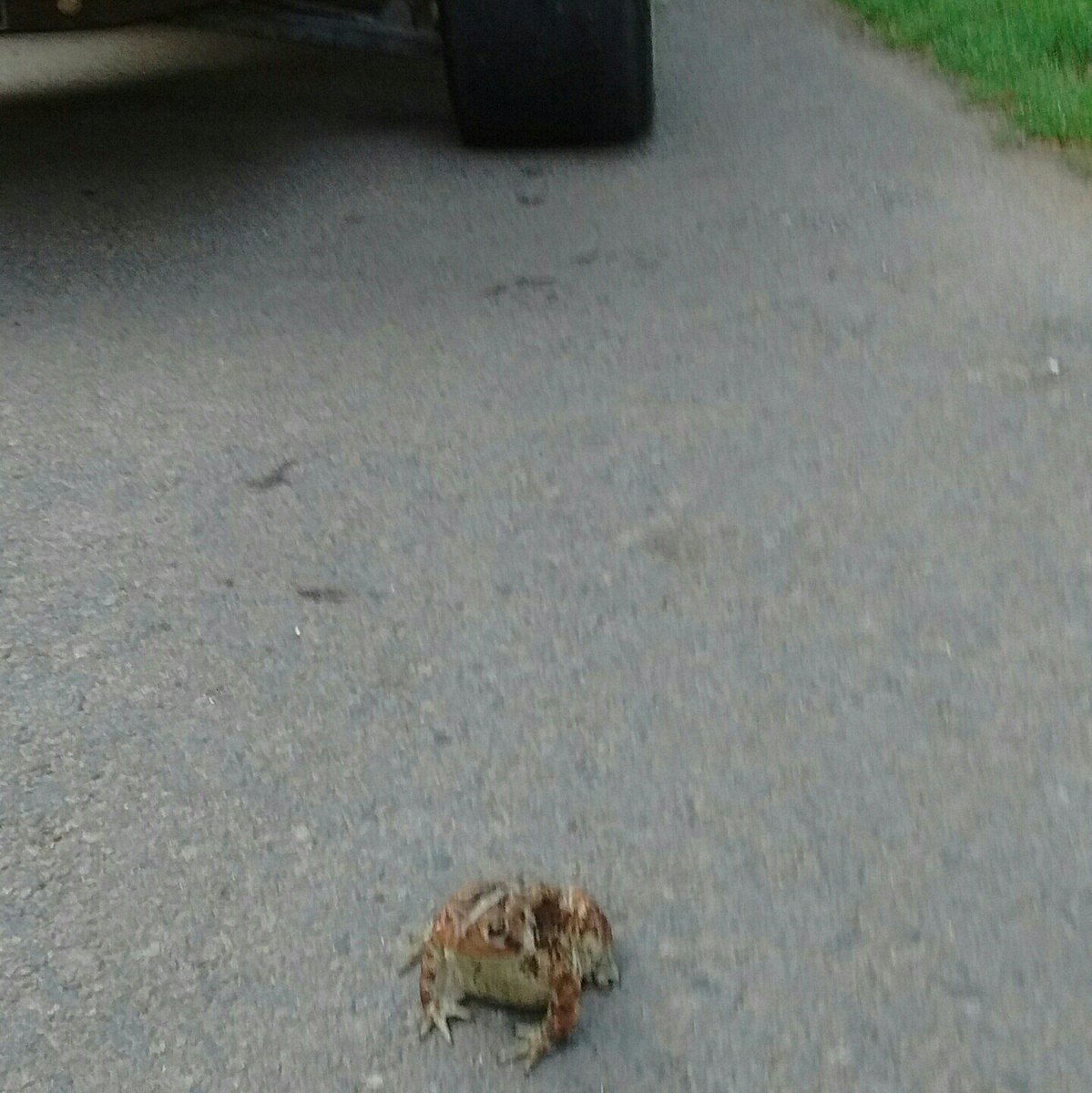 DundaBru's tweet photo. Bad plan little dude. Paved cart paths are not your friend. #notoadleftbehind https://t.co/95dYWUvQWb