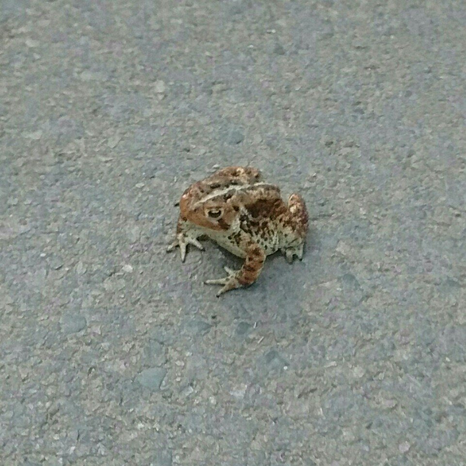 DundaBru's tweet photo. Bad plan little dude. Paved cart paths are not your friend. #notoadleftbehind https://t.co/95dYWUvQWb