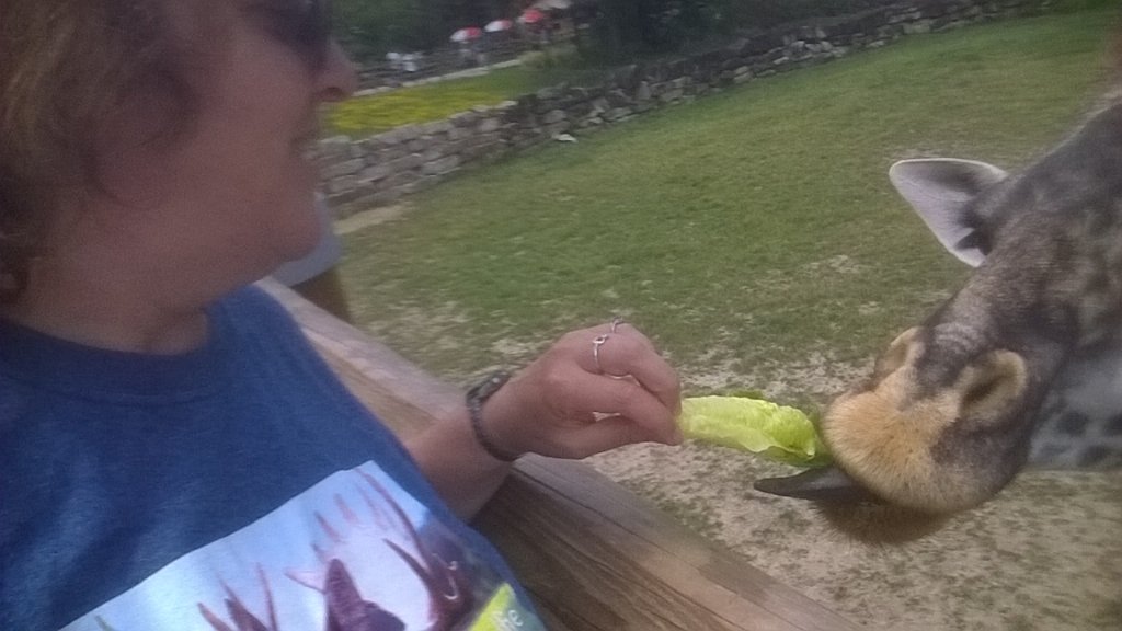 MTumarkin's tweet photo. Feeding the giraffe at #clezoo https://t.co/AysCDhE1Em