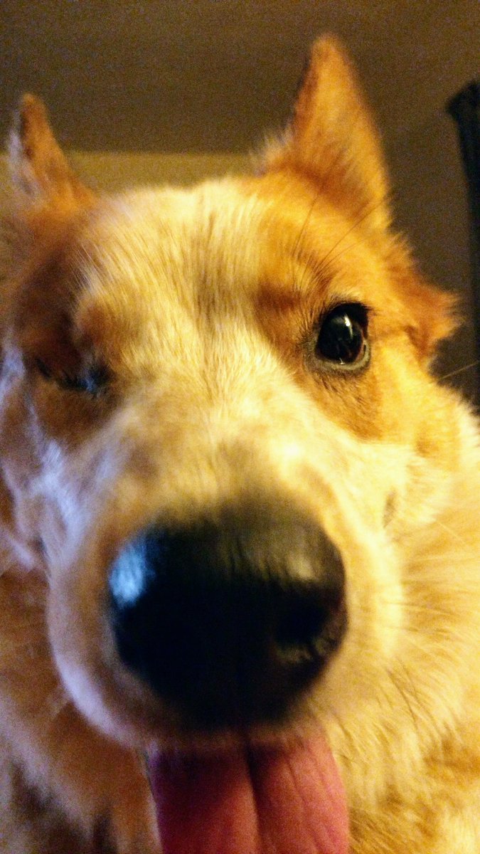 VTdogs's tweet photo. Toolie trying out various selfie poses:
The gazing away from camera look.
The close up lick camera look.
#dogselfie #dogsoftwitter #VTdogs https://t.co/eu8PX8N8J5