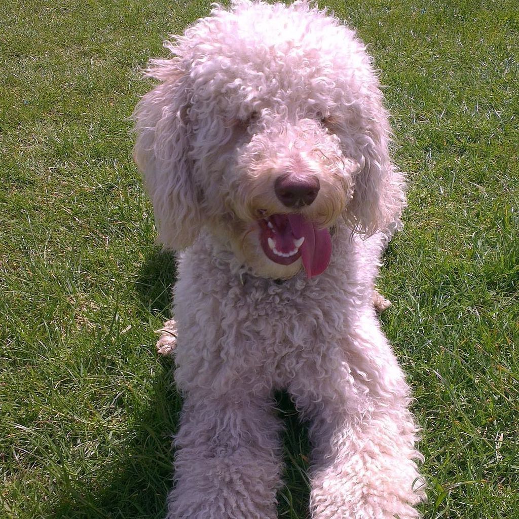 Connor Plant tweet media