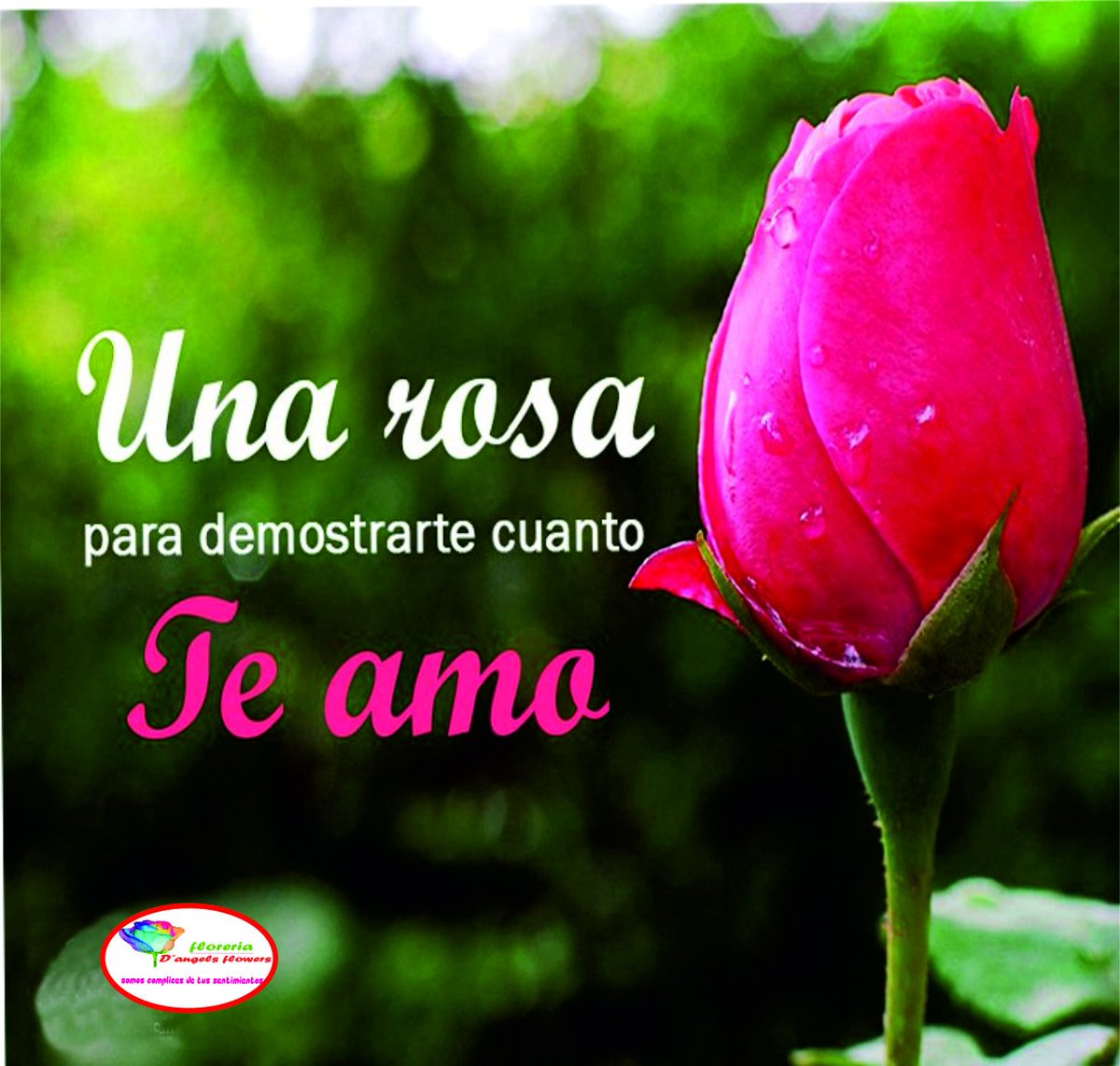 Dangelsflowers's tweet photo. El amor es fragante como un ramo de rosas, He mirado a las rosas y me he acordado de ti❤️🌹💐❤️ #amamoslasrosas #regalarosas #demuestratuamor https://t.co/GvzbSX8Irw