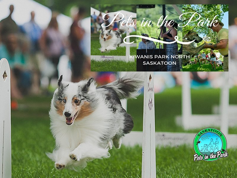 Celebrating Pets in the Park dlvr.it/PT9nyz https://t.co/HA56d3KUJh