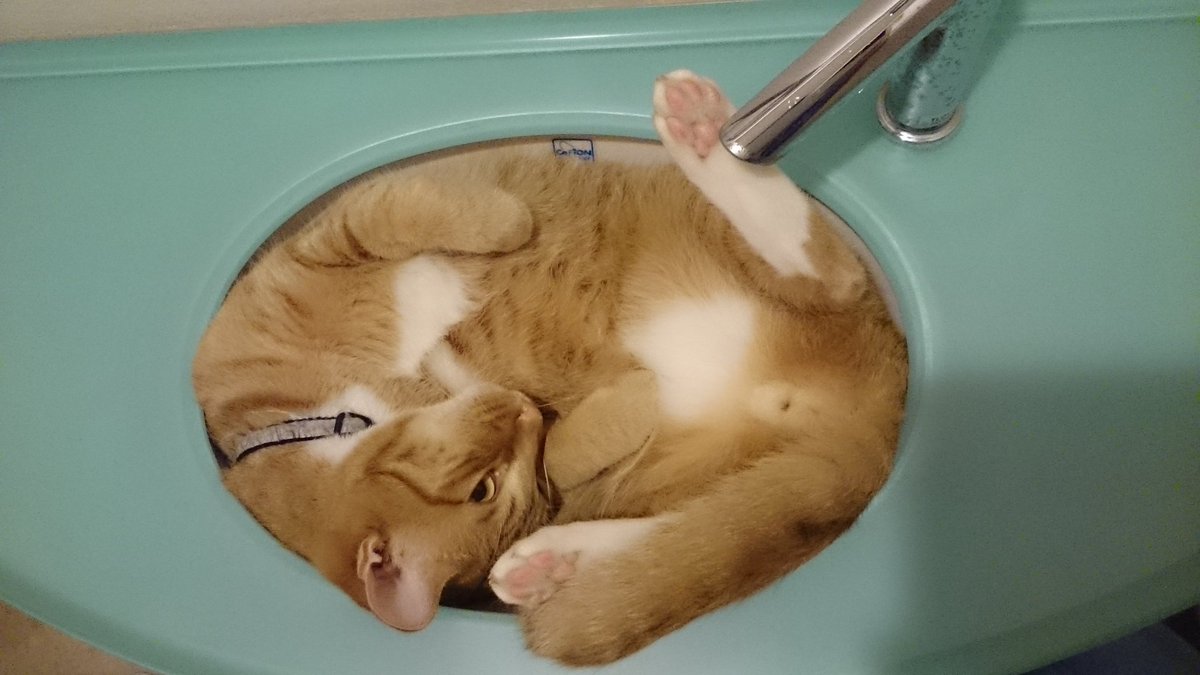 ひんやりしてて狭くて最高 飼い主さんが手を洗うのを妨害する猫さん 猫特有のチャレンジ精神 Togetter ひんやりしてて狭くて最高 飼い主さんが手を洗うのを妨害する猫さん 猫特有のチャレンジ精神 Togetter