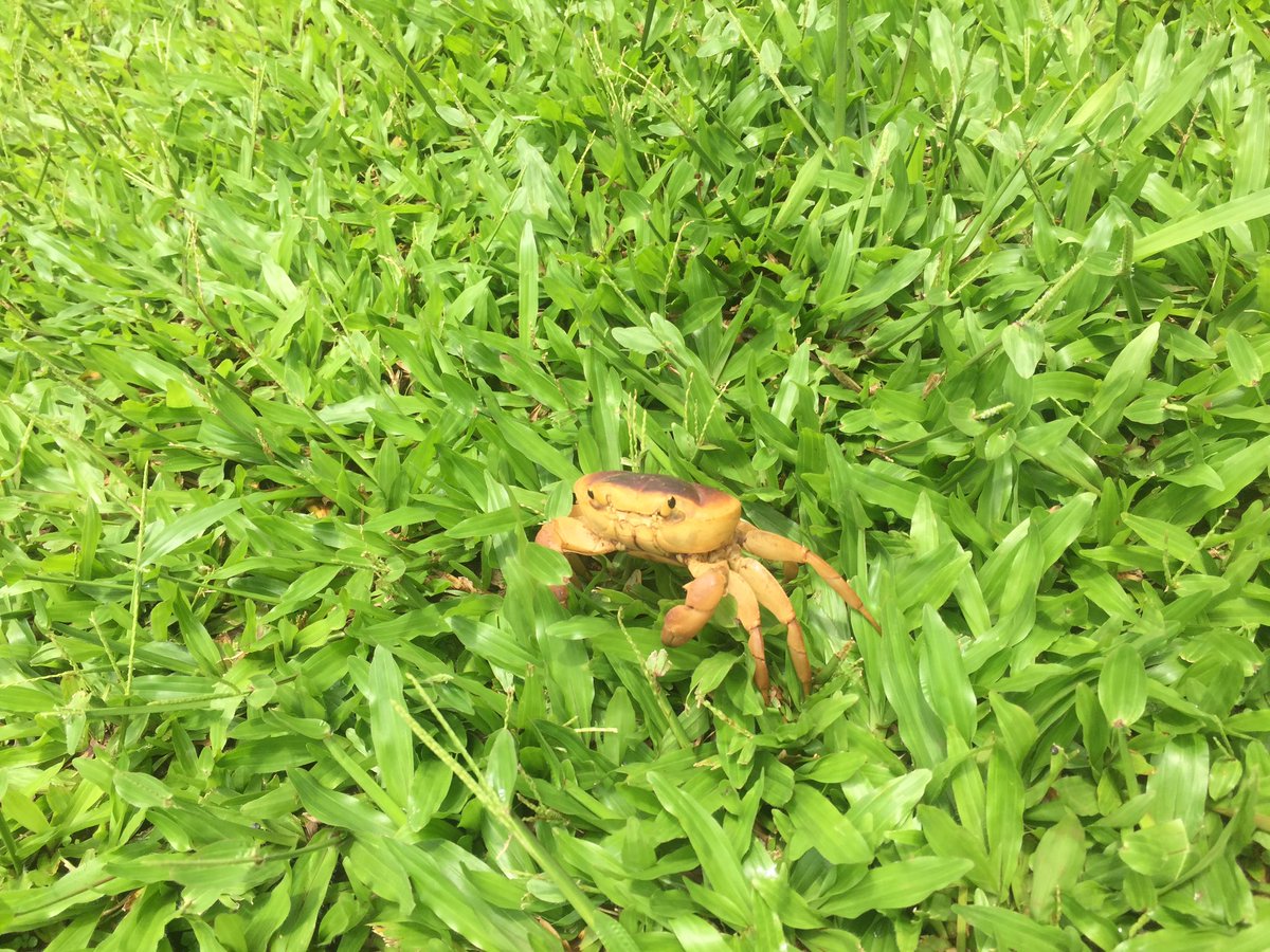 Createenz's tweet photo. Kekda lovin' in #lonavala ❤️ Always nice when the neighbours pop into the garden to say hi 😉 https://t.co/d92tNz8NaJ