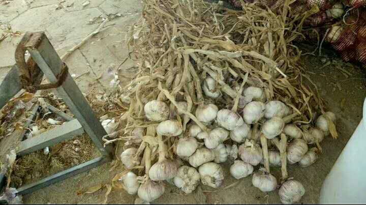 ChineseGarlic's tweet photo. Processing purple skin garlic https://t.co/TZaobx5y1s