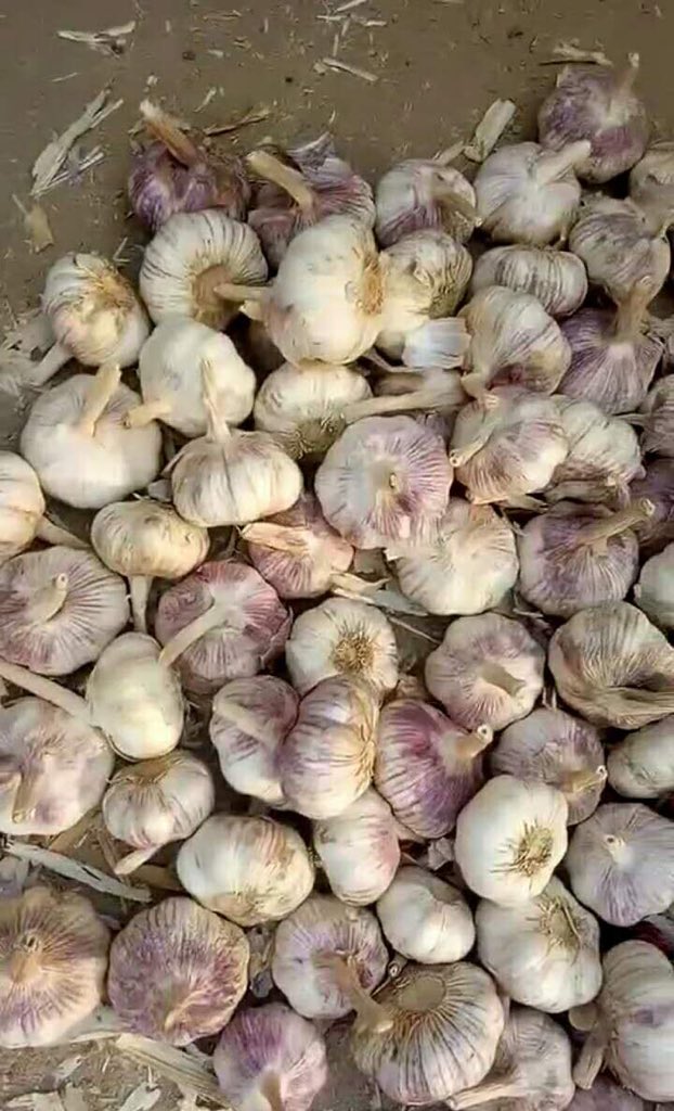 ChineseGarlic's tweet photo. Processing purple skin garlic https://t.co/TZaobx5y1s