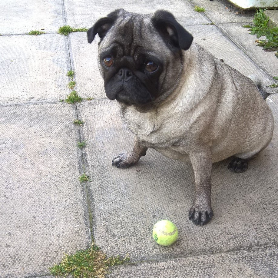 You really expect me to entertain you and play chase in this heat! Note to self - must find less demanding new human!