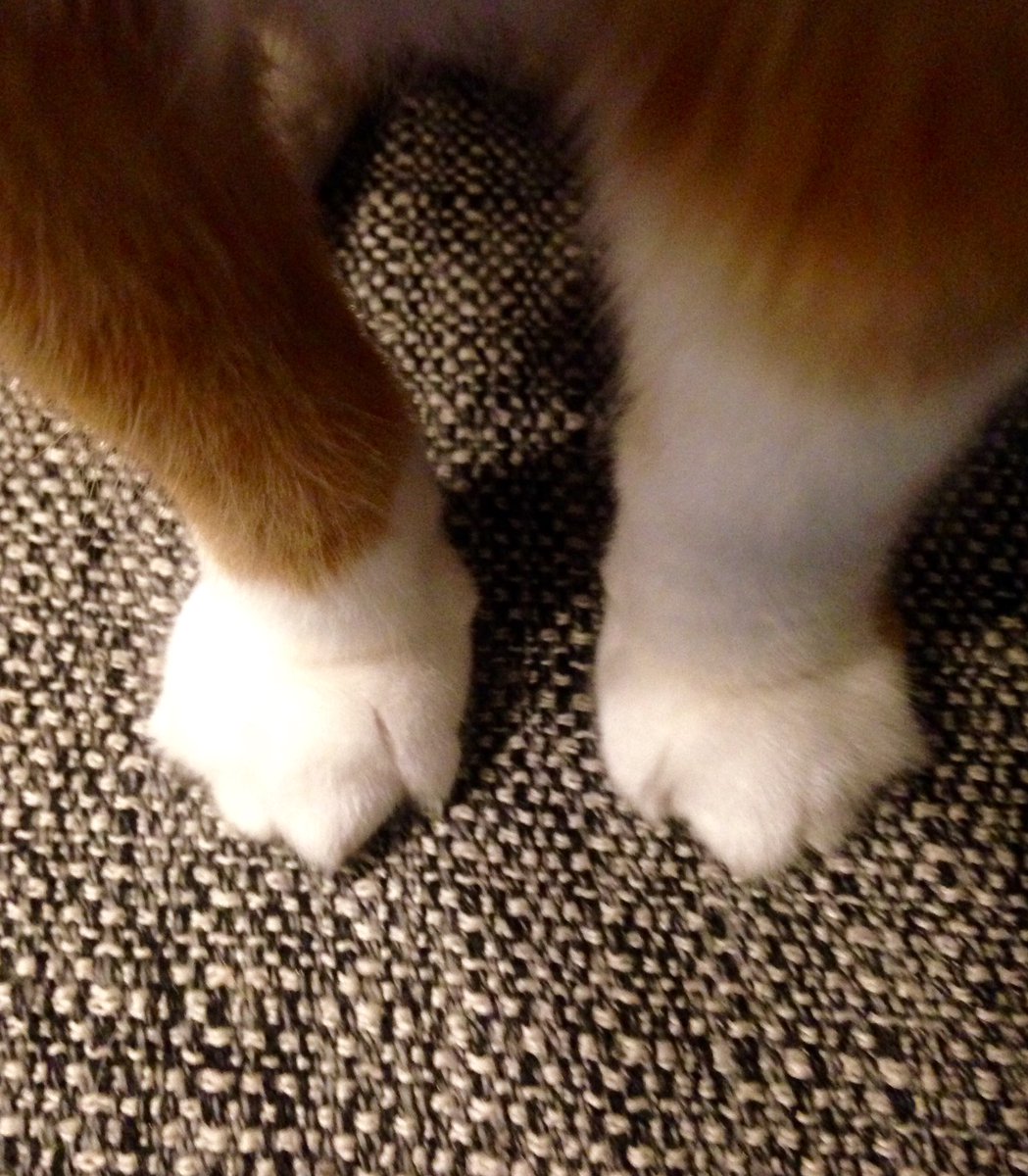 LuckyGoldenCat's tweet photo. Tiny paws ready to take on the world! #letsdothis #furryfriend #goldencat https://t.co/7q1MrH0RXi