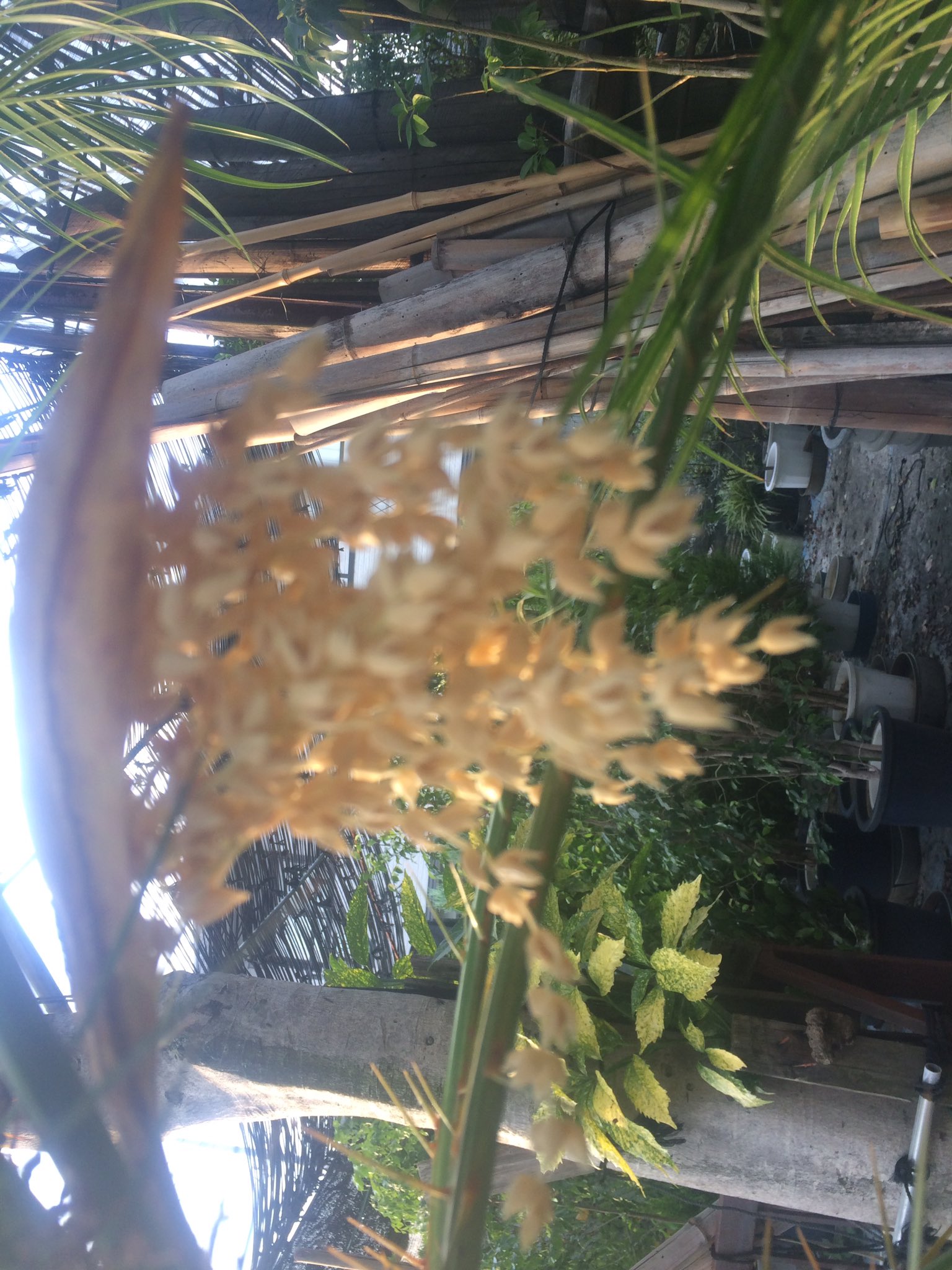 ｃｏｒｏ フェニックスロベレニーの花 ヤシの実ほど 立派な実はなりません T Co lfnkbvwp Twitter