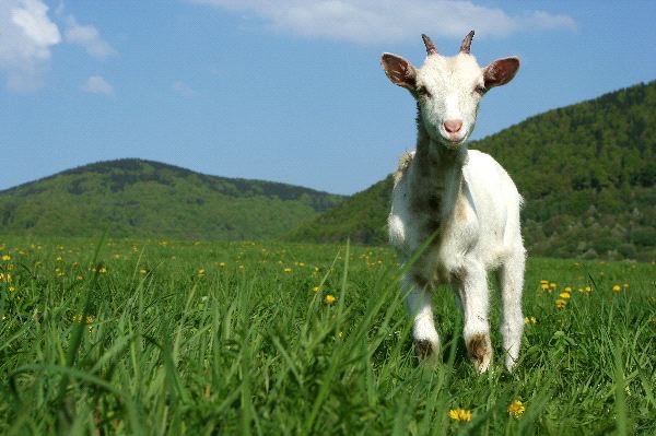 MagicalNugent's tweet photo. Goats https://t.co/8AHwUEzpKZ