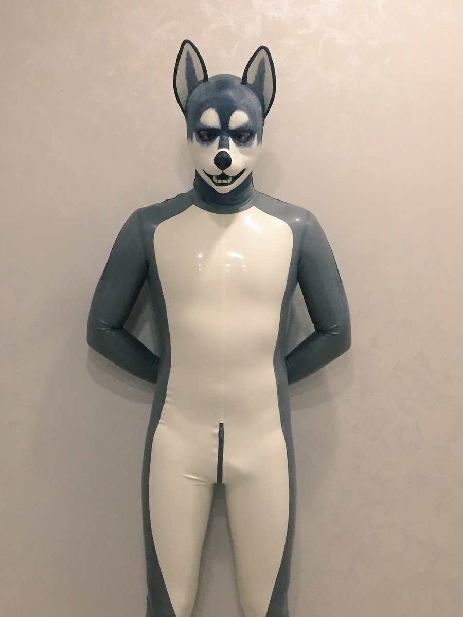 New Husky suit has been arrived - do you like this puppy? pic.twitter.com/m...