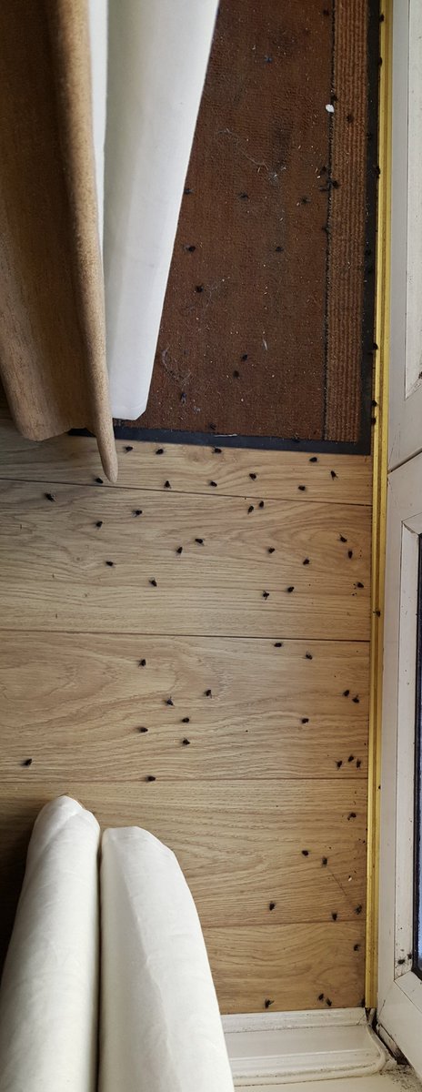 Jess_Reggie's tweet photo. What the hell is going on in Dublin 4, the flies are taking over the whole house!  #flyinvasion #abandoningthelivingroom https://t.co/XUV63qw6Ev
