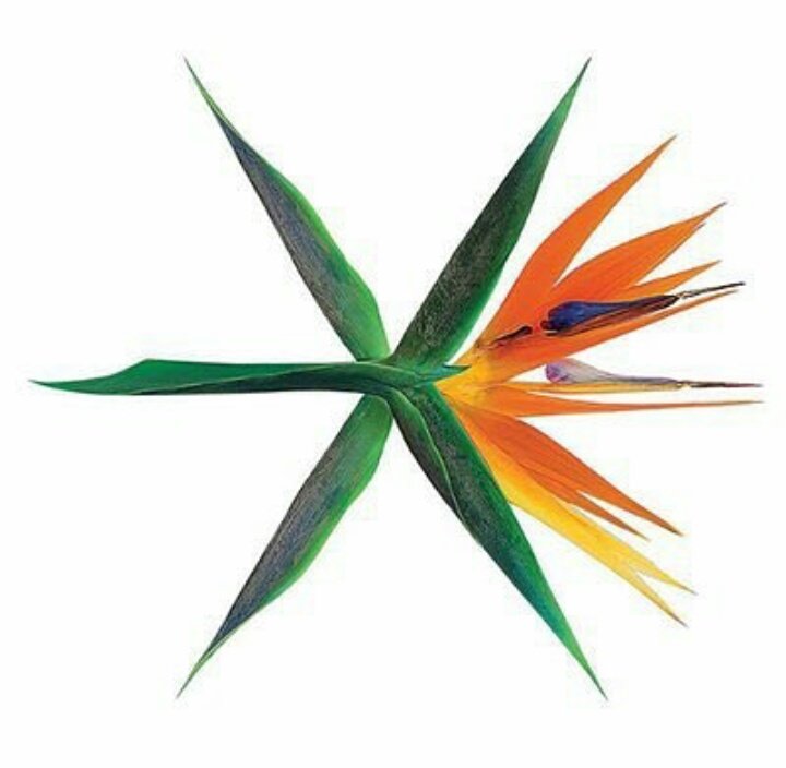 mildoomild's tweet photo. แฟนๆบอกว่าโลโก้ของ EXO มันคล้ายดอก"ปักษาสวรรค์" ที่จะใช้เวลา5 ปีในการบานหนึ่งครั้ง ซึ่งเท่ากับ5ปีที่ EXO เดบิวต์พอดี  #KOKOBOP https://t.co/FxelHqEarf