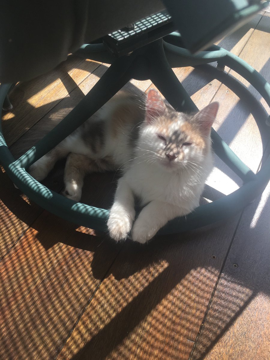 HaddockStinker's tweet photo. She is my sunshine! 🌞 https://t.co/hZ91yJvKHN