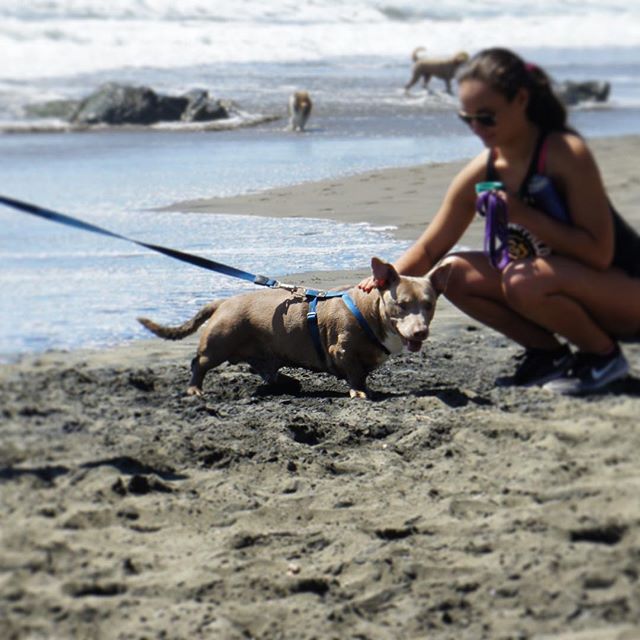 sharda_parul's tweet image. Reposting @louiesclub:
Rare find: A Corgi and Pitbull mix! ⠀
  #louiesclub #beach #raredogs #pointisabel #corgi #pitbull
