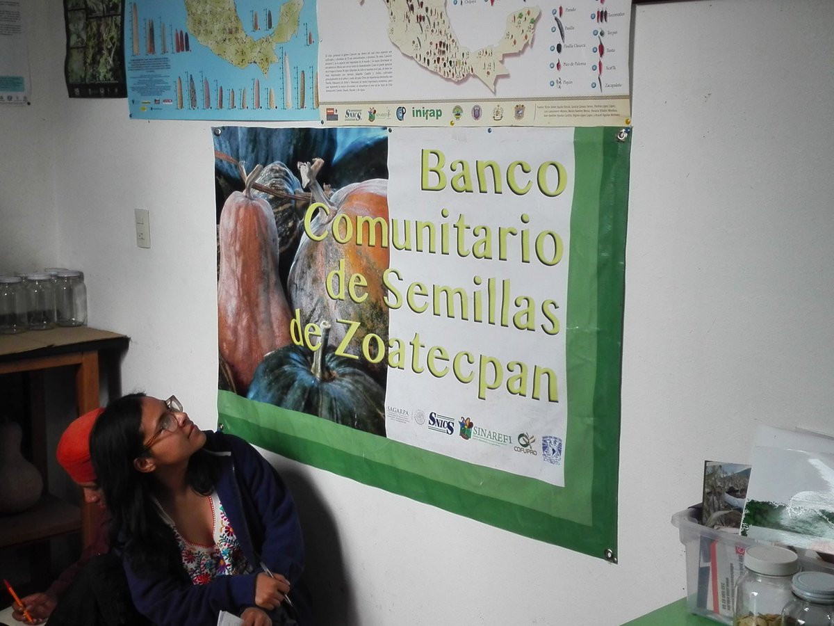 Interactoma_Sc's tweet photo. Los bancos comunitarios de semillas permiten mantener la diversidad genética y sirve como reserva en caso de escasez de semillas. #Zoatecpan https://t.co/IVasB382h8