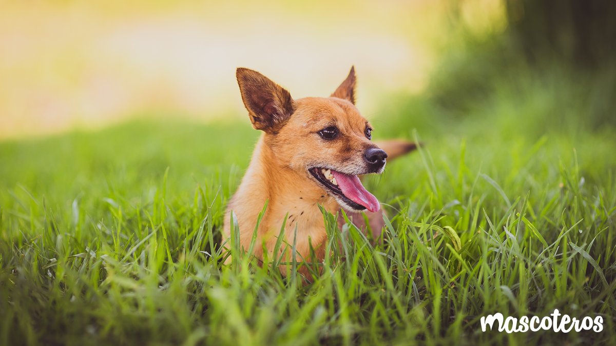 GrupoMascoteros's tweet photo. Tu #perro también necesita crema solar. Con estos 5 consejos básicos conseguirás protegerlo correctamente 🐶☀️👉🏻https://t.co/K05OTfpyc3 https://t.co/8BwUTfw5AN