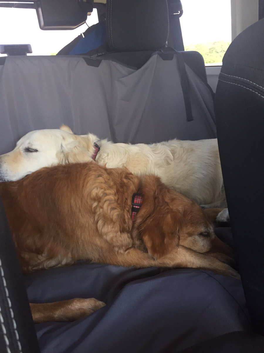 LindsayGolz's tweet photo. Road TrippinπΎ #summertime #golden #libbysadventures #WI https://t.co/bLx4m1mwWk