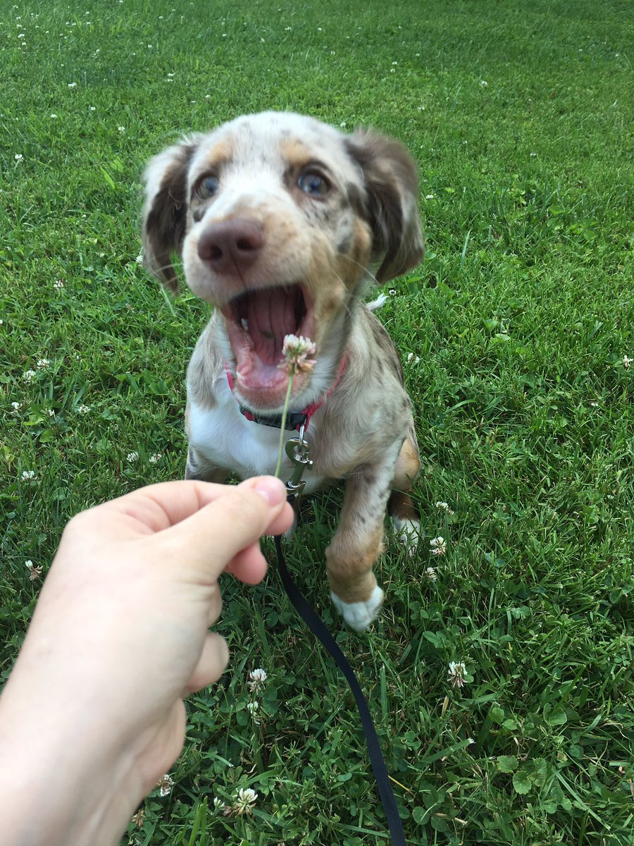 buchanan_alexia's tweet photo. I picked my dog a flower and this was the outcome https://t.co/UlOWGtNc05