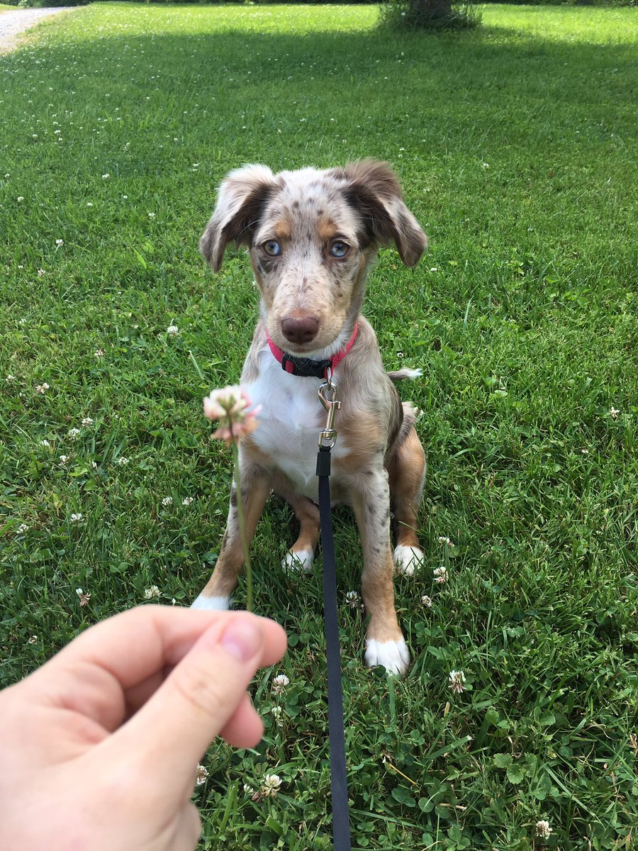 buchanan_alexia's tweet photo. I picked my dog a flower and this was the outcome https://t.co/UlOWGtNc05