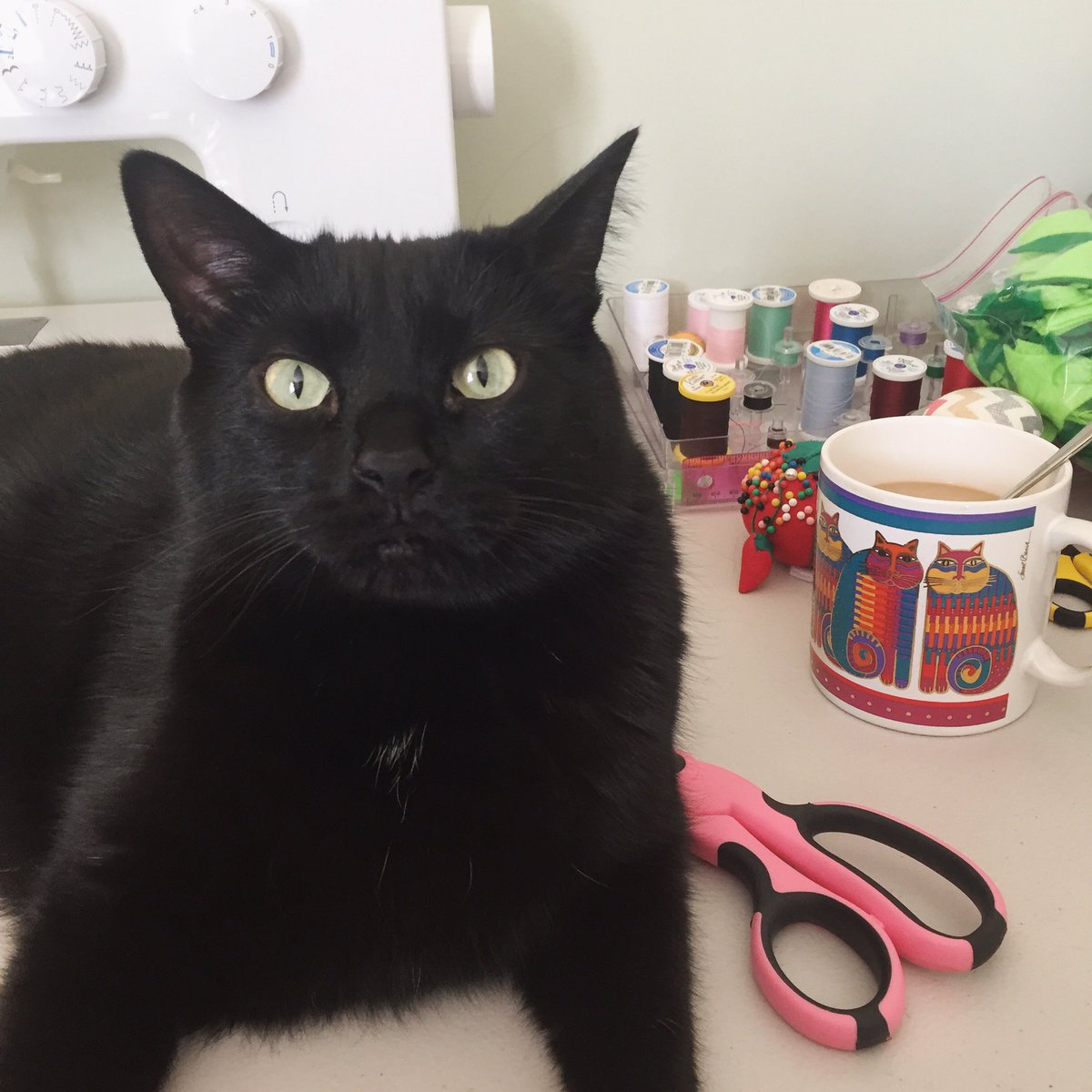 FurballFanatic's tweet photo. Happy Caturday!! Check meowt on Etsy to shop my unique catnip toys! #etsyshop #BlackCat #Caturday #catlife #purrfect #catsoftwitter https://t.co/KSZpFwmRPK