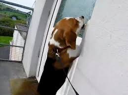 DoorsByTim's tweet photo. Need a #DoggieDoor, we can help you out here @DoorsByTim. Come on in, or call us today. https://t.co/SQzUfAj7Lt