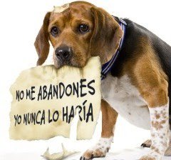 AsorbaexEuropax's tweet photo. #Noticias #NO AL Abandono de #AnimalesNOsonCosas   CUANDO se Tiene #Mascotas es un Miembro+ #Familia #Perros #Gatos  https://t.co/uIJdexGFU8 https://t.co/bX9JaxIMs1