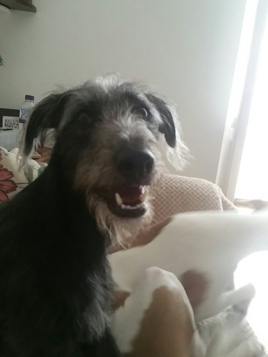 spuddiewhippet's tweet image. He always looks so pleased with himself!! It&apos;s hid birthday tomorrow. I best get treats as well bol!! 🎂🎂🎂