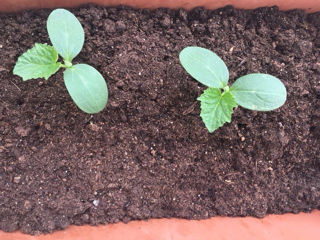 JARDINDORANTE's tweet photo. Plop 🌱 une petite feuille a pointé le bout de son nez !
#moncornichonmaison #cornichonfrancais
.
.
.
.
. 
#cornich… https://t.co/GZQ0Wj9t3k https://t.co/B1hLZwXXrU