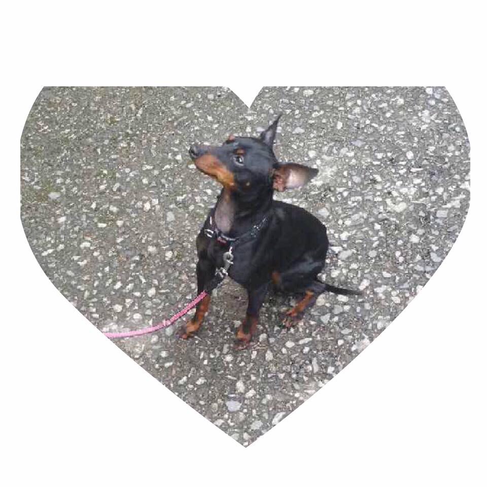 WaterhousePat's tweet photo. Lost /stolen countessway forest car park . Aberdeen . Duke 6 mths chipped English Toy Terrier @DoglostUK @VetsGetScanning @Sherean7Sherean https://t.co/6NAUueLTcx