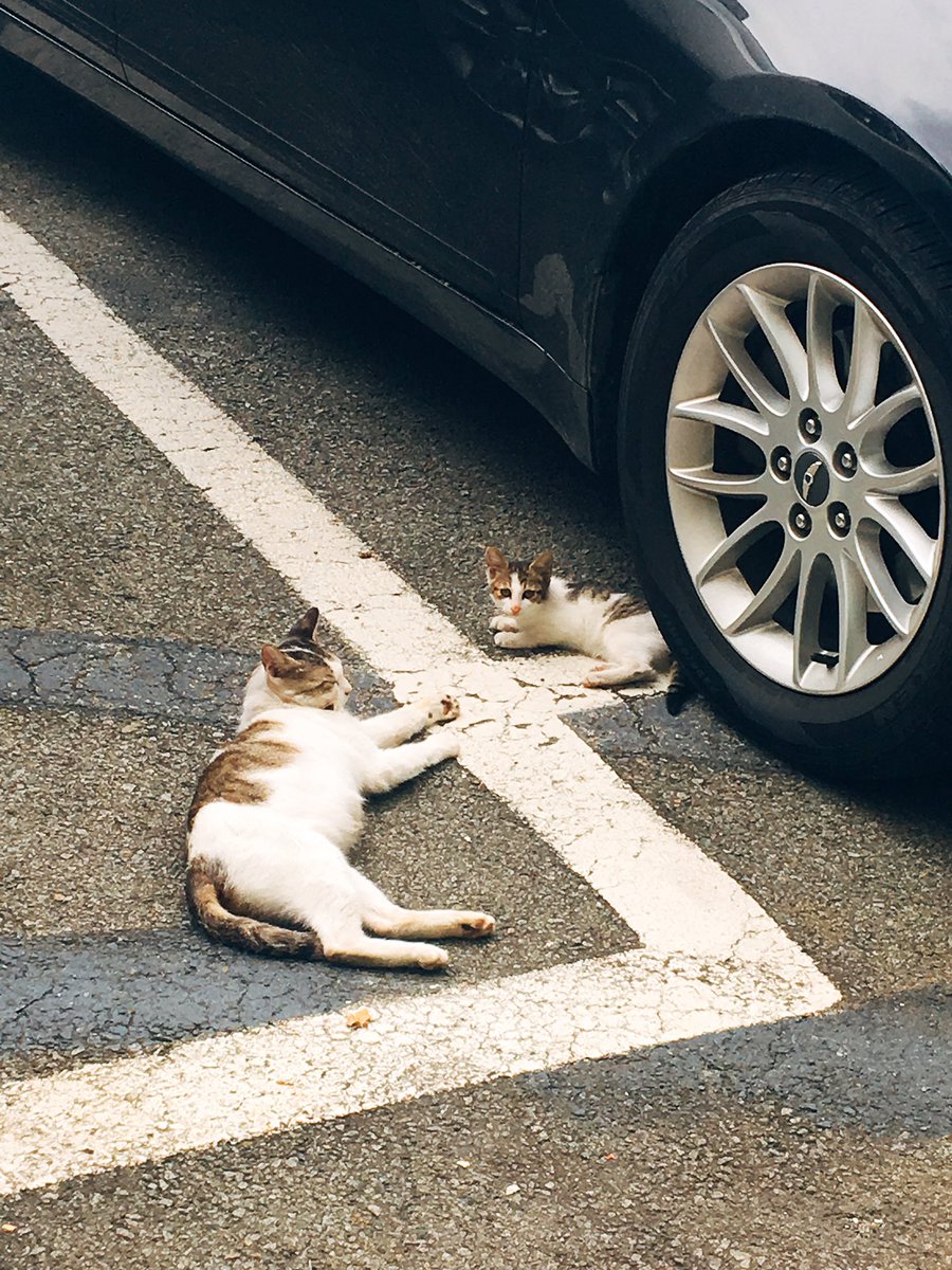 withHxH's tweet photo. ねこ😍 https://t.co/bxjXhJkkQy