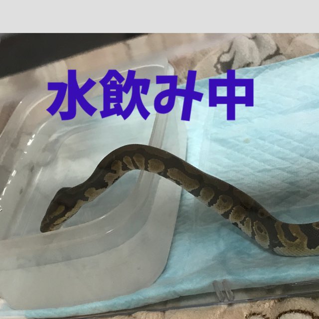 尚志 爬虫類垢 ボールパイソンの千代 5月にお迎えして以降 一度も餌を口にしてくれず 今日レプタイルクリニックさんで診て頂きました ここまで痩せると 強制給餌が必要 やはり強制給餌は怖い 千代にもストレスだよね 今日は咥えさせるところまで