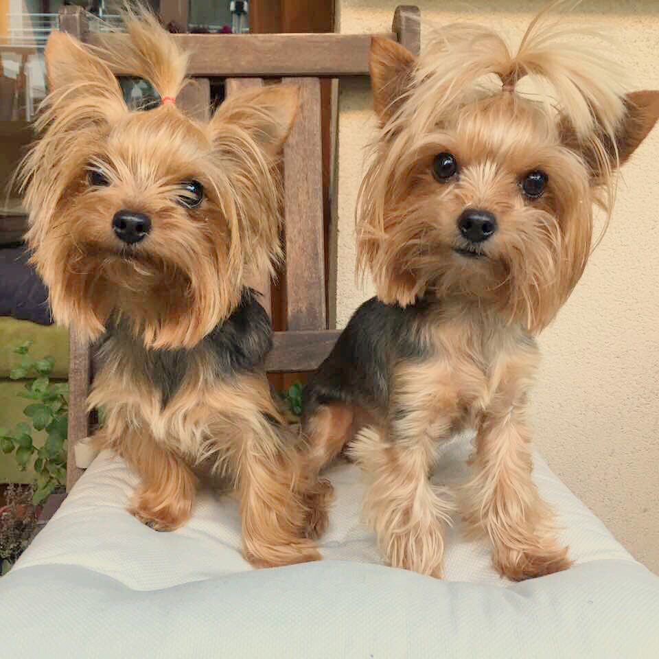Yorkie Life tweet media