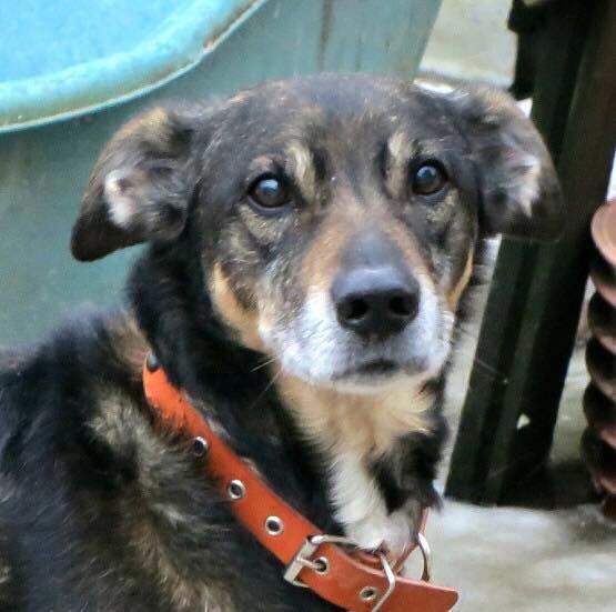 SATU aus St. Petersburg

<3 Verspielter Schnuffel im besten Alter <3

Mischling, ca. 8 Jahre alt, 21 kg, geimpft, kastriert