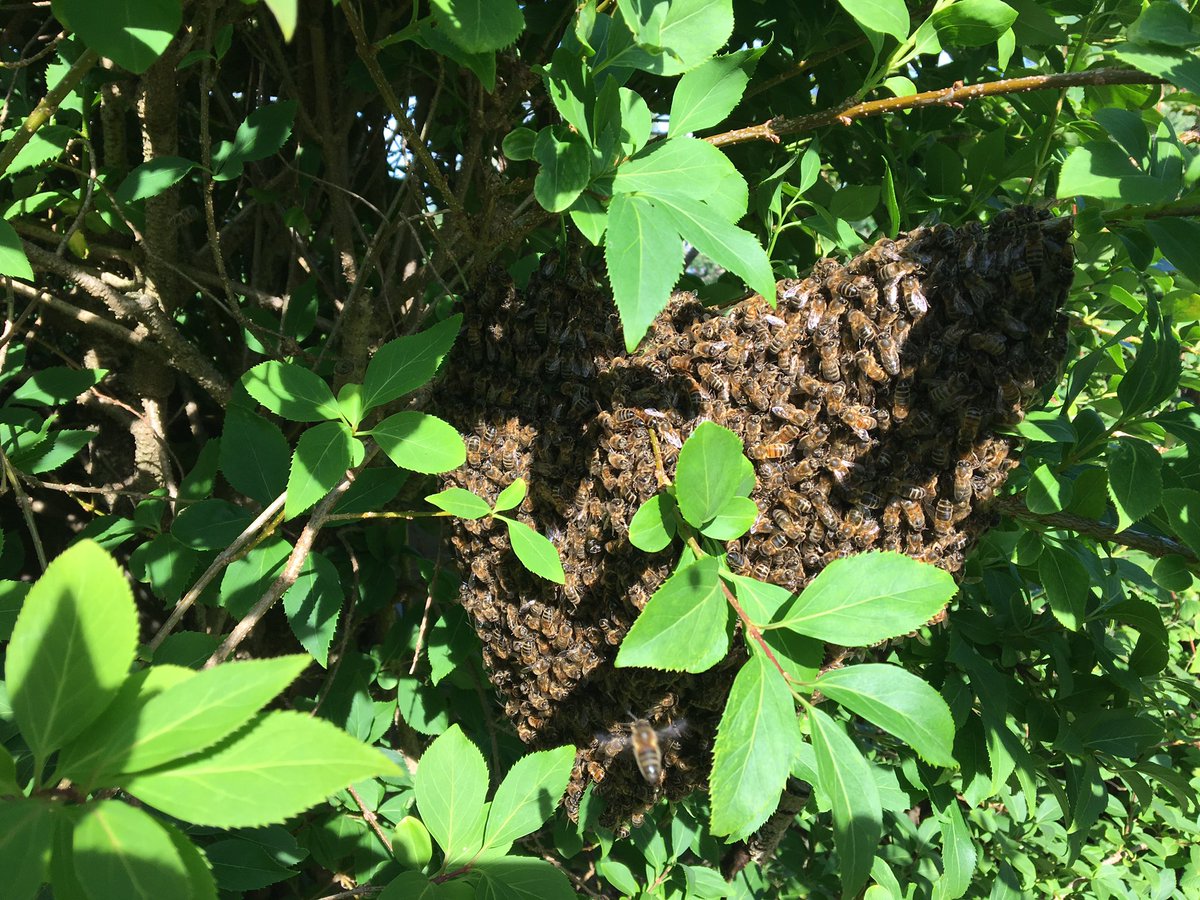 DenGateHoney's tweet photo. Swarm collected. What a busy day.  #honeybees https://t.co/d9Yu82wxYD