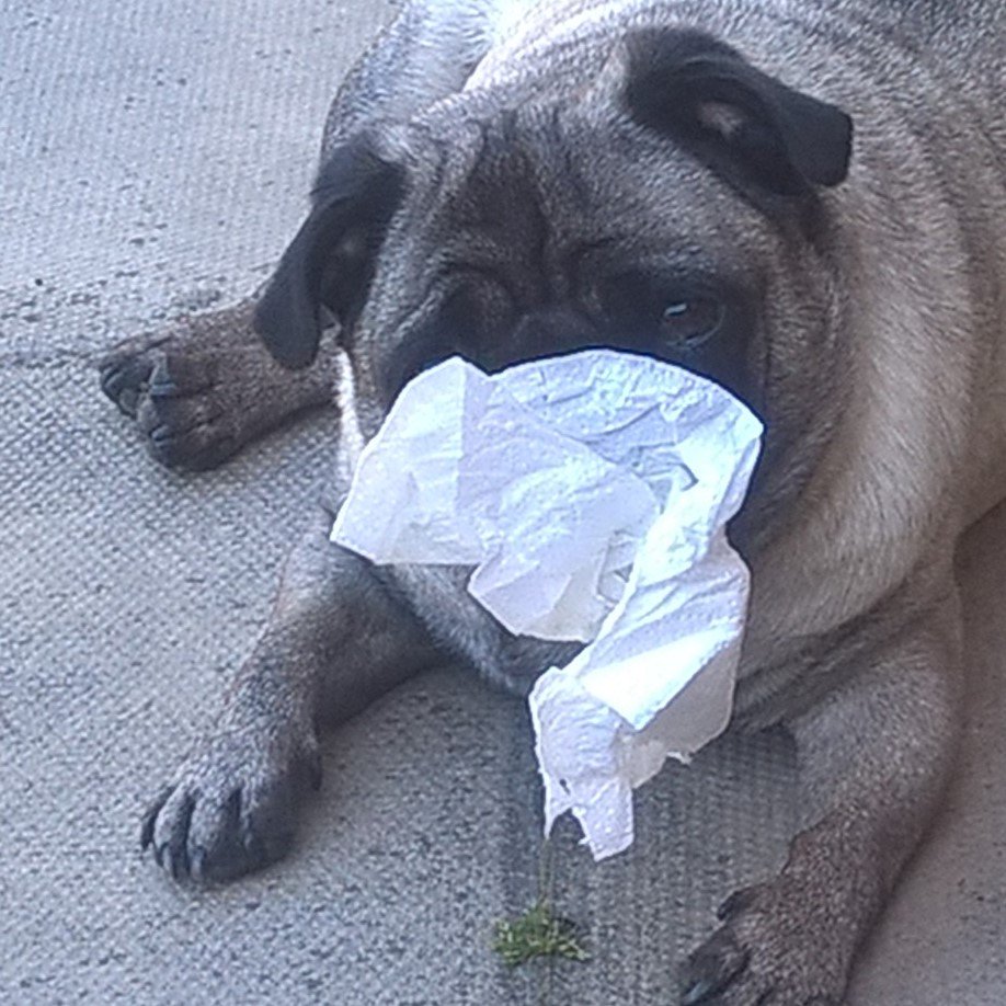 Human wouldn't share her sandwich - so going to snot all over her napkin that I've pinched!