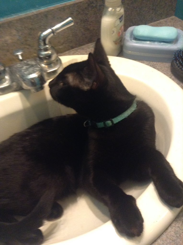 BodyModViking's tweet image. Happy Caturday from my baby boys Edgar, Skunk, Poe, and PJ. #caturday #babyboys #kittiesfordays