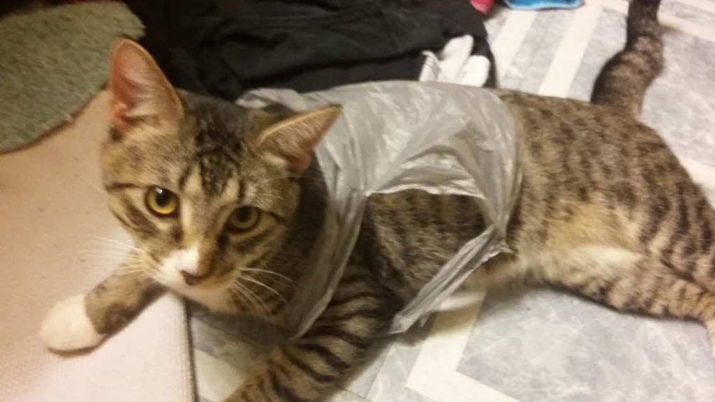 BodyModViking's tweet image. Happy Caturday from my baby boys Edgar, Skunk, Poe, and PJ. #caturday #babyboys #kittiesfordays