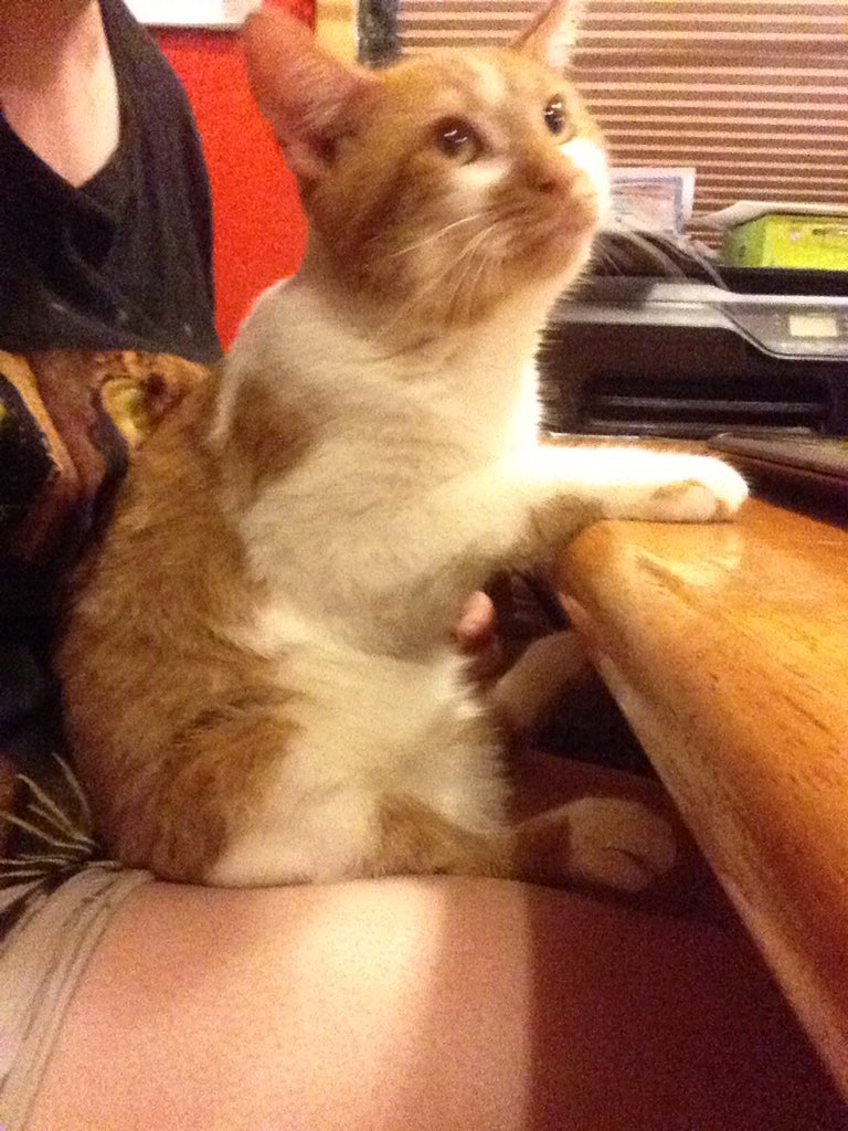 BodyModViking's tweet image. Happy Caturday from my baby boys Edgar, Skunk, Poe, and PJ. #caturday #babyboys #kittiesfordays